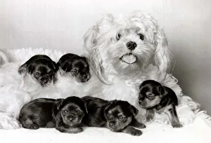 Cracker the dog has become a stand-in mother for five orphaned Yorshire terriers