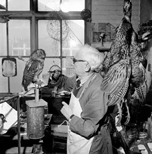 Craftsman Prints: Craftsmen at work in a taxidermist workshop add the final touches to a stuffed tawney owl