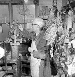 00061 Prints: Craftsmen at work in a taxidermist workshop adds the final touches to a stuffed tawney