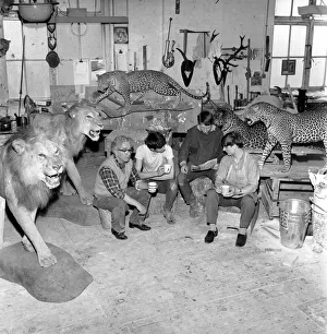 00062 Prints: Craftsmen at work in a taxidermist workshop seen here taking a tea break amongst the big