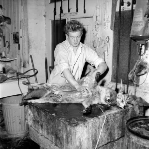 Craftsman Prints: Craftsmen at work in a taxidermist workshop skining the carcase of a fox Circa 1964