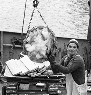 Fisherman Prints: Crewman of the Trawler Marbi Larde seen here unloading their catch at the Hull Fish Dock