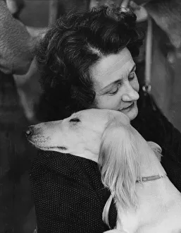 Crufts Dog Show Asleep together by the ring Mrs. Gilda Bunn and her Salukis dog