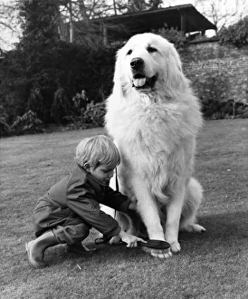Grooming Prints: Crufts top dog bets a brush-up: with all the dignity befitting his elevated position