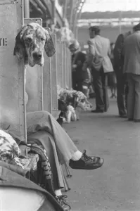 Crufts Dog Show. A dog looks round and out of his place in the shows waiting area