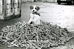 Images Dated 23rd December 1980: Crumbs the terrier dog sitting on a pile of dog biscuits