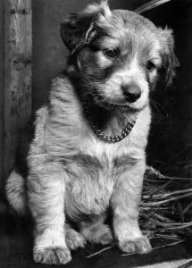Puppy Prints: Crusoes Deserted: Robinson Crusoe was Abandoned in a cardboard box with a new lead