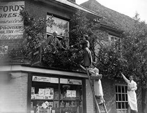 00086 Prints: Customers at Bedfords corner shop pick their own pears from the tree the owner has