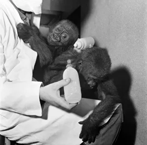 Cute: Animals: Apes and Monkeys. The first pictures of Chessington ZooIs new baby