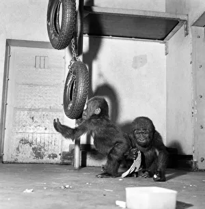 Cute: Animals: Apes and Monkeys. The first pictures of Chessington ZooIs new baby
