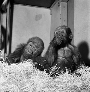 Cute: Animals: Apes and Monkeys. The first pictures of Chessington ZooIs new baby