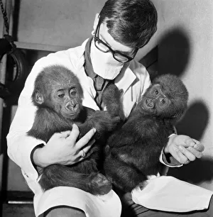 Cute: Animals: Apes and Monkeys. The first pictures of Chessington ZooIs new baby