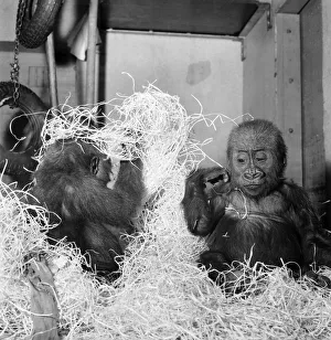 Cute: Animals: Apes and Monkeys. The first pictures of Chessington ZooIs new baby