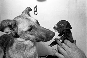 Puppy Prints: Cute animals. Dogs. Sheba the 12 month old Alsatian with the 3 week old Mongrel pup