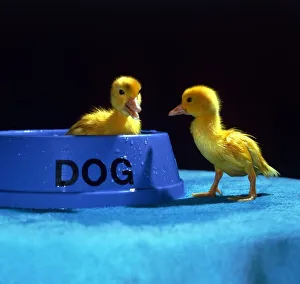 Duck Prints: Two cute fluffy Muscovy ducklings playing in the dogs dinner bowl at kilverstone Wildlife