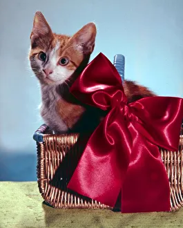 Kittens Prints: Cute kitten sitting in basket with a big red bow christmas setting x-mas