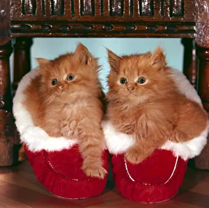 Kittens Prints: Cute kitten sitting in Christmas shoes x-mas festive animal cats