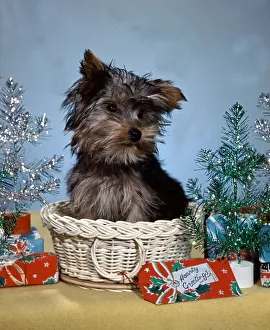 Puppies Prints: Cute puppy sitting in basket, surronded by christmas decoration christmas setting