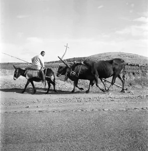 Cyprus peasant going to work. November 1952 C1103-005