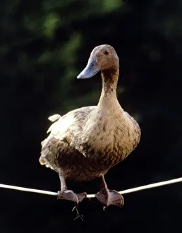00160 Prints: Daffy The Highwire Duck walking a tightrope November 1985