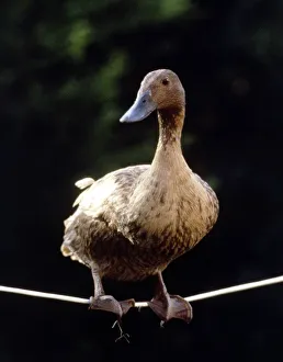 00155 Prints: Daffy The Highwire Duck walking a tightrope November 1985 A©Mirrorpix