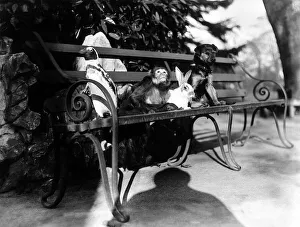The Daily Mirrors Pip, Squeak and Wilfred sitting on a park bench in Bristol Zoo