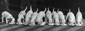Puppies Prints: Dalmatian Puppy peeps over a large wicker basket Animals Dogs Puppies