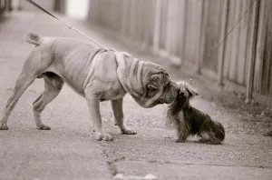 Greeting Prints: Dandelion the Chinese Shar Pei and Twiglet the Yorkshire Terrier Dog greet each other