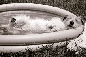 Danny the Jack Russell relaxes in an inflatable paddling pool in the garden of his owner