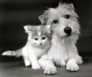Felines Prints: Danny the Jack Russell terrier with a cute twelve week old kitten at theor owners home in
