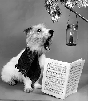 Carol Singers Prints: Danny the Jack Russell wearing a scarf sings Christmas Carols in front of a festive