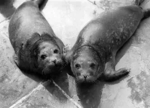 00071 Prints: No dark trusting eyes greeted marine expert John Yeadon yesterday