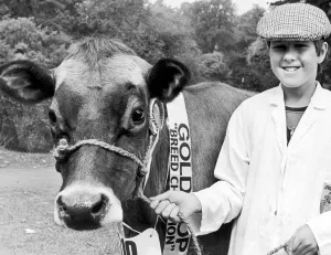 Darlington Agricultural Show. Broadfields Vedas Joy, a five year old Jersey judged breed