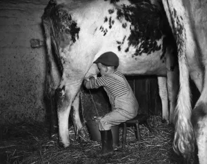 Milking Prints: David Knowles, aged 4, youngest farmer on the Greenland Farm in Oulton, near Leeds