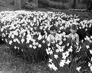 Rural Scene Prints: David Sinclair and his brother Stuart, of Longhoughton among the beautiful daffodils now