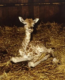 Giraffe Prints: One of the one day old giraffe twins at Longleat Safari Park born to mother Bernadine May