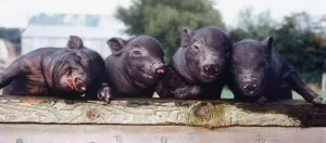 Piglets Prints: Ten day old Vietnamese Pot Bellied pigs seen here at the Brickfields centre Isle of Wight