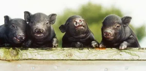 Ten day old Vietnamese Pot Bellied pigs seen here at the Brickfields centre Isle of Wight