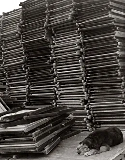 Guard Prints: Deckchair attendant asleep on the job Guard dog sleeping whilst guarding a