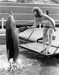 Dolphin Prints: Deidres birthday greeting from a dolphin popping up to say hello