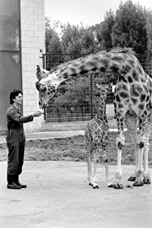 Delilah and baby giraffe seen here at Chessington Zoo with their Zoo Keeper