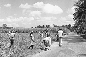Clouds Prints: Descendants of indentured East Indian labourers working in the sugar cane fields in