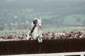 Desert Orchid leads the field in the 1990 Cheltenham Gold Cup 17th March 1990