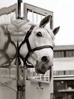 Images Dated 4th December 1992: Desert Orchid Racehorse - December 1992 sticking his head out of his travelling box