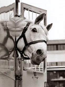 00047 Prints: Desert Orchid Racehorse - December 1992 sticking his head out of his travelling box