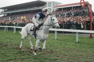 00123 Prints: Desert Orchid and Richard Dunwoody finish 3rd in the 1990 Cheltenham Gold Cup