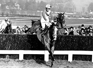 Steeplechase Prints: The Dikler leades over the last fence from Royal Toss and the winner Glen Caraig Lady