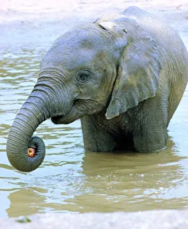Apple Prints: Dilberta one of London Zoos Indian elephant takes to water to keep cool im