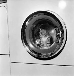 00077 Collection: Dinky, a 3 months old tabby kitten, nearly lost all his 9 lives in a washing machine
