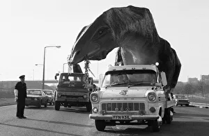 A dinosaur on the move in Essex. A 16 foot high and 45 foot long Cetiosaurus